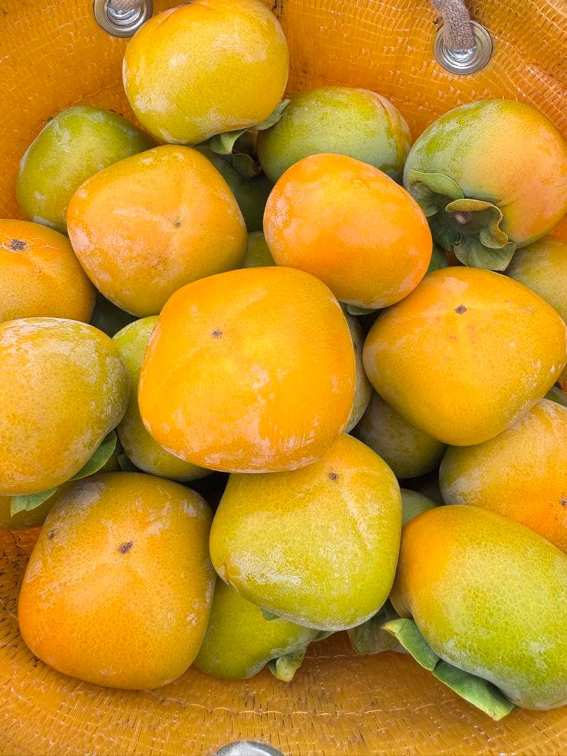 奈良県産たねなし柿 箱込み30キロ サイズSと2S家庭用