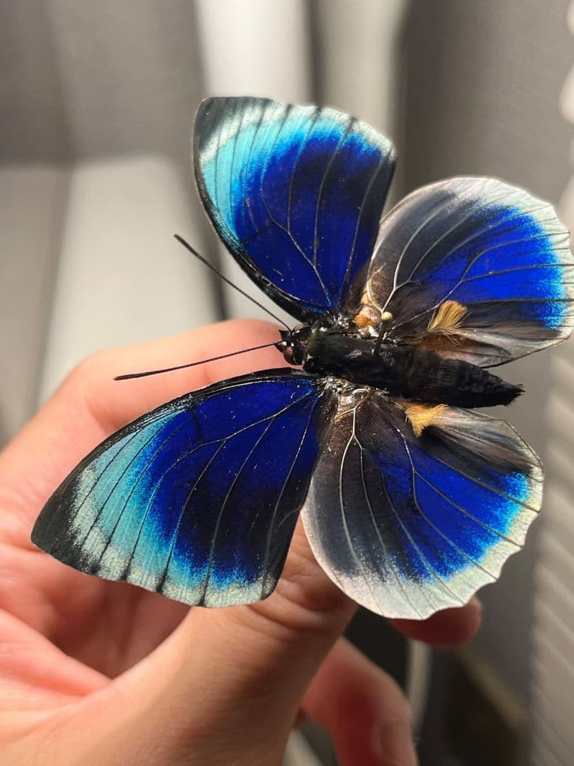 アグリアスベアティフィカラカウメイ ♂　ペリクレスミイロタテハ 蝶標本 昆虫