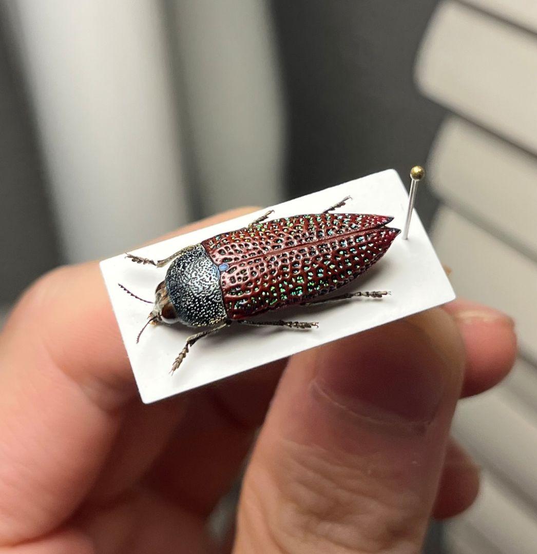【23mm】キラキラアラメムカシタマムシ 昆虫標本 標本 甲虫 カミキリ