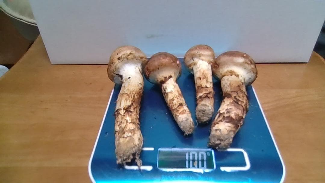 松茸　１００ｇ　岡山産4本
