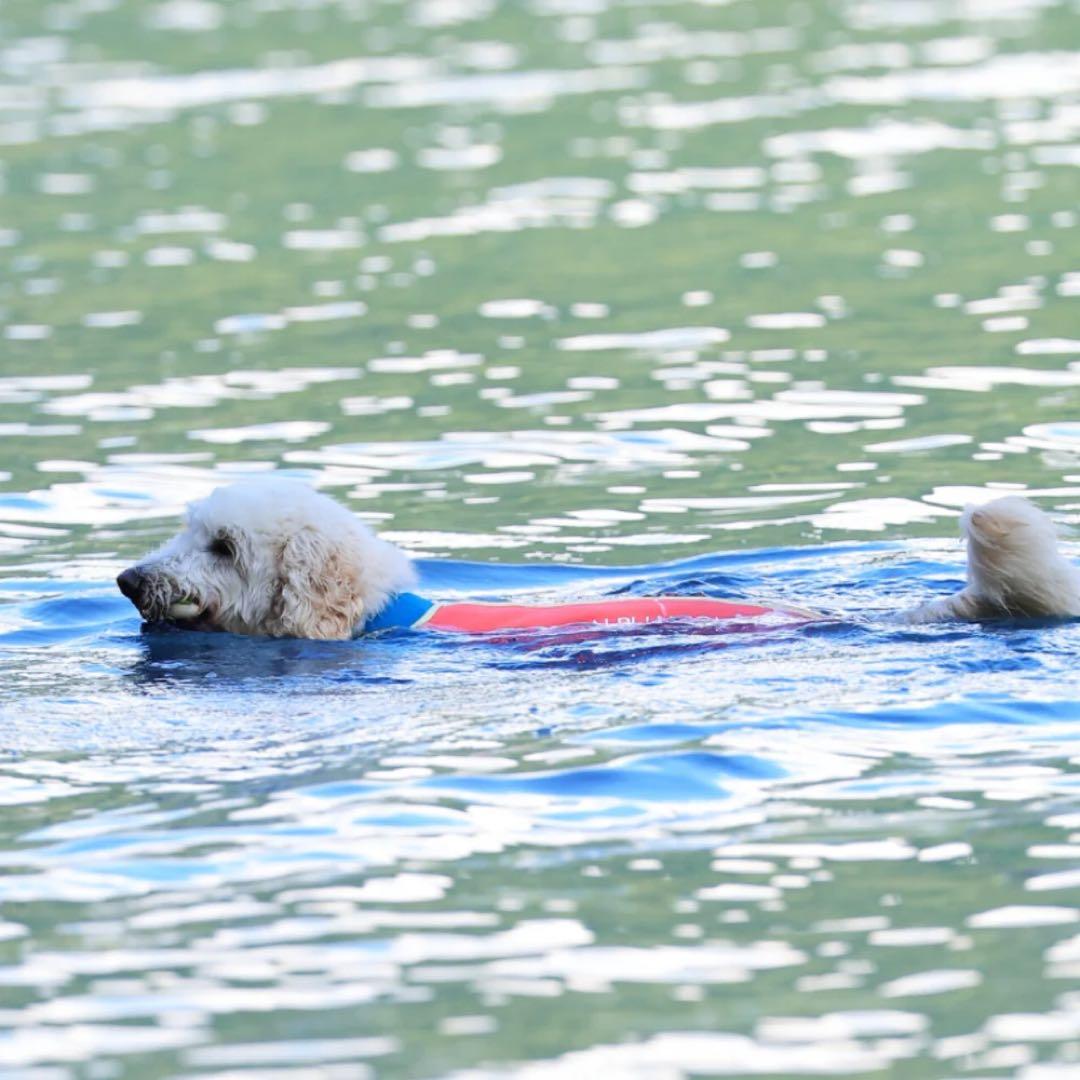 ALPHAICON 犬用水着 全身カバータイプ