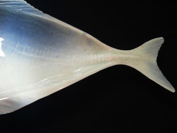 魚皿 アジ皿 刺身皿 染付 魚形皿セット 5枚 陶器製