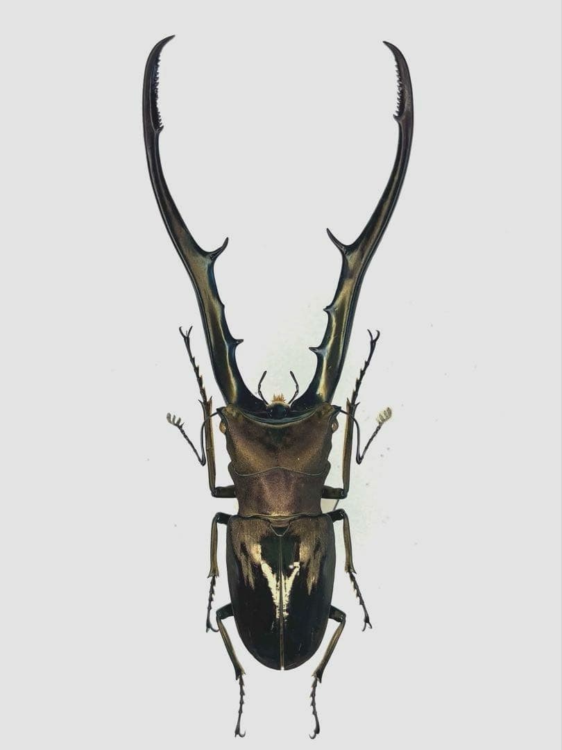 特大メタリフェルホソアカクワガタ　ペレン島