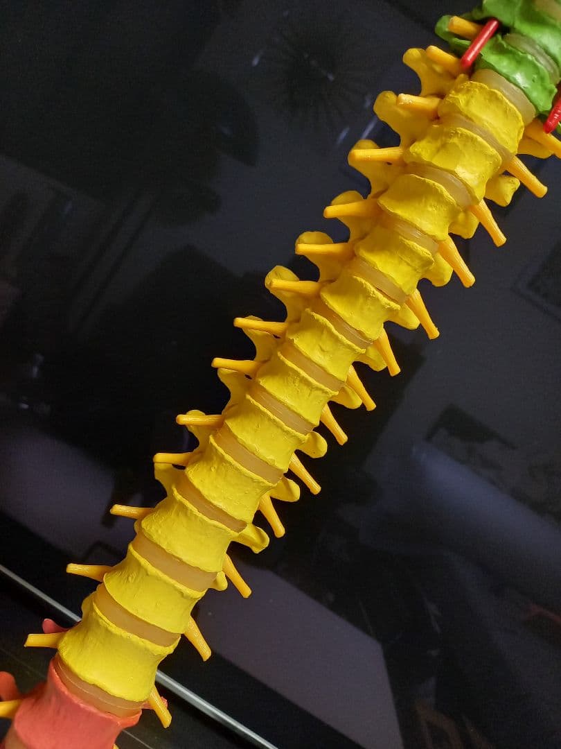 スタンド付き脊柱模型　骨格模型　椎骨　神経付　ドイツ製作品