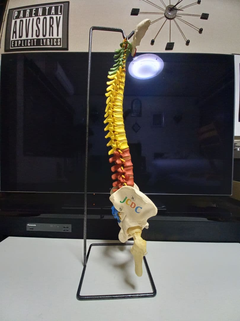 スタンド付き脊柱模型　骨格模型　椎骨　神経付　ドイツ製作品