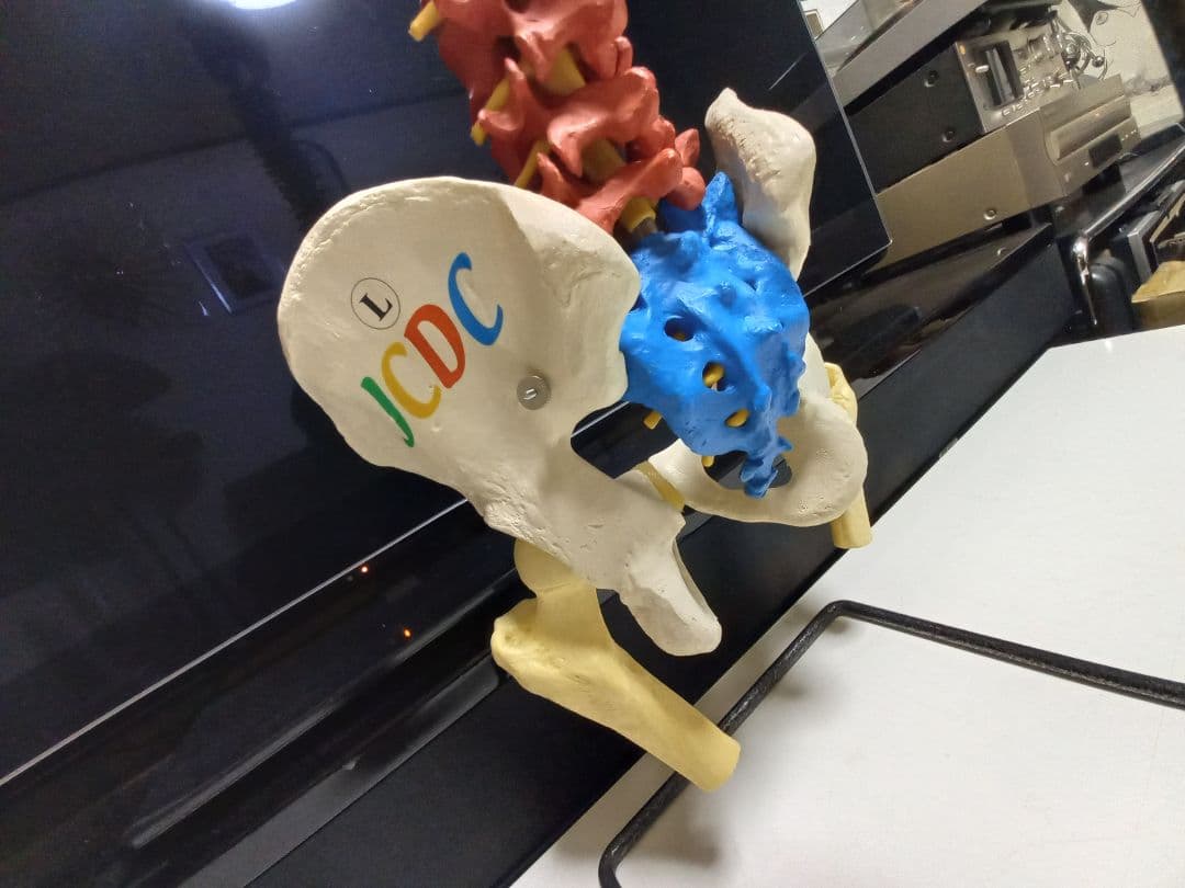 スタンド付き脊柱模型　骨格模型　椎骨　神経付　ドイツ製作品