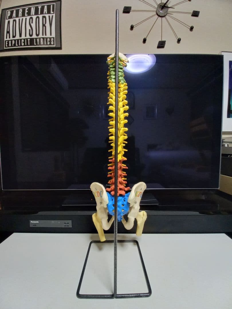 スタンド付き脊柱模型　骨格模型　椎骨　神経付　ドイツ製作品