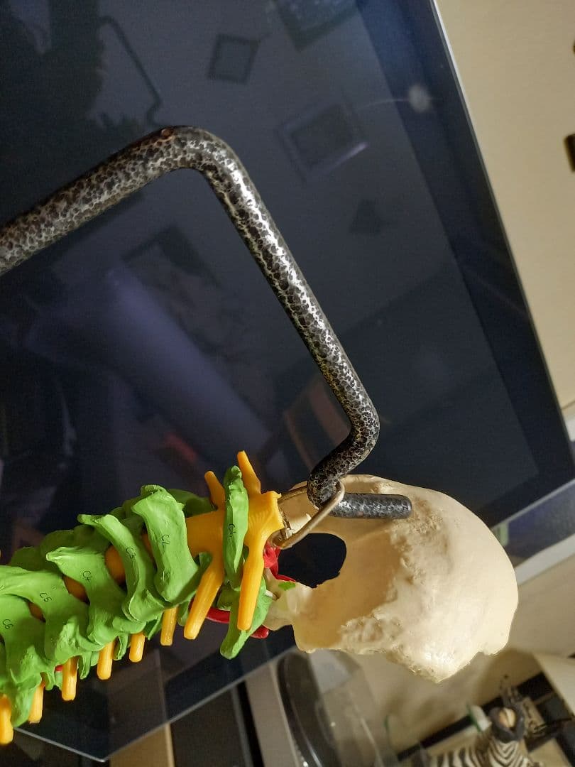 スタンド付き脊柱模型　骨格模型　椎骨　神経付　ドイツ製作品