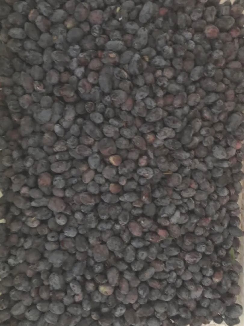 お値下げ中！冷凍ハスカップ2キロ★