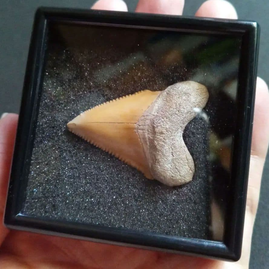 サメの歯化石　メガロドンの祖先種　希少種　カルカロクレス・チュブテンシス