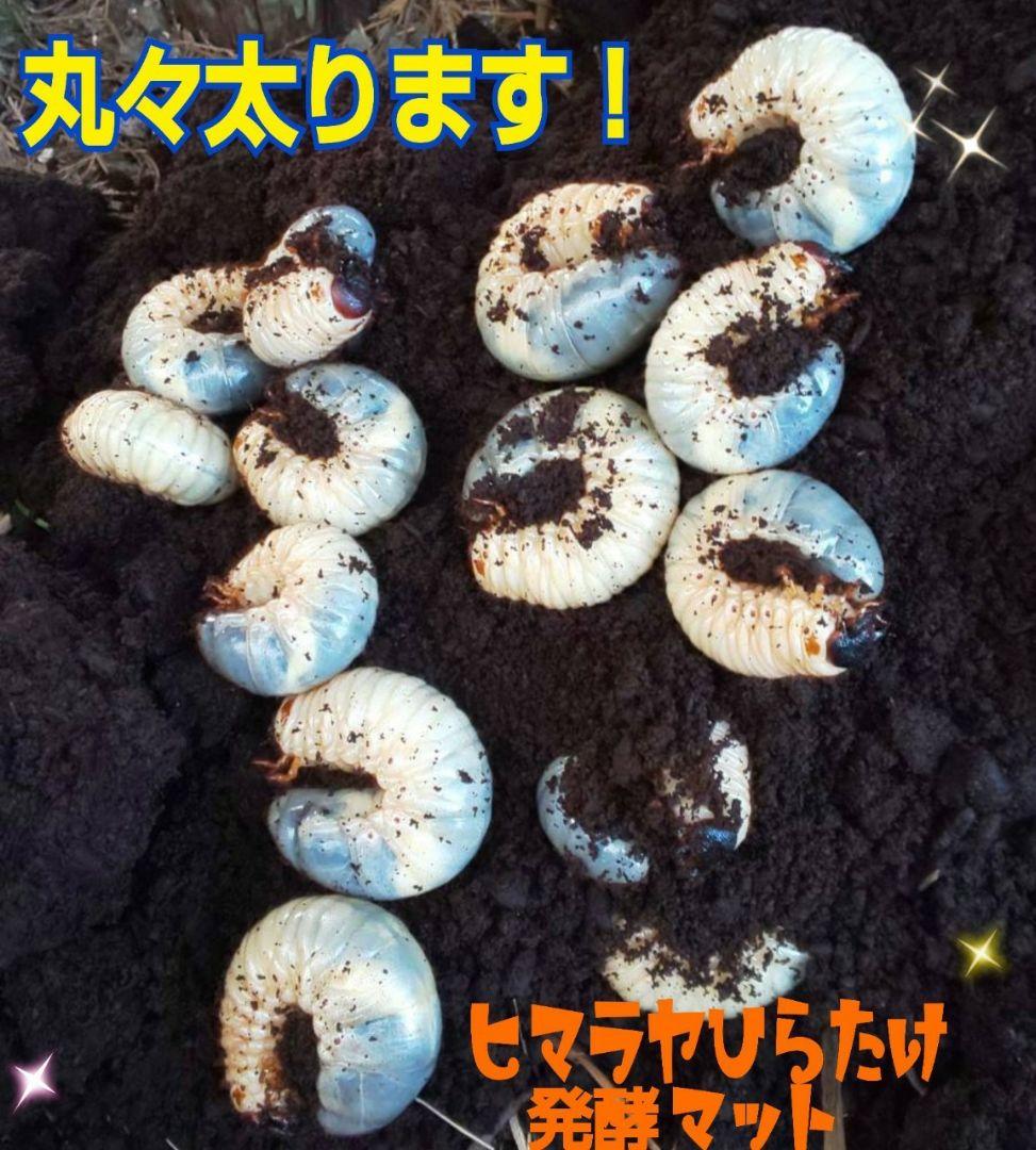 80リットル☆ヒマラヤひらたけ発酵カブトムシマット　幼虫が巨大化します！栄養抜群