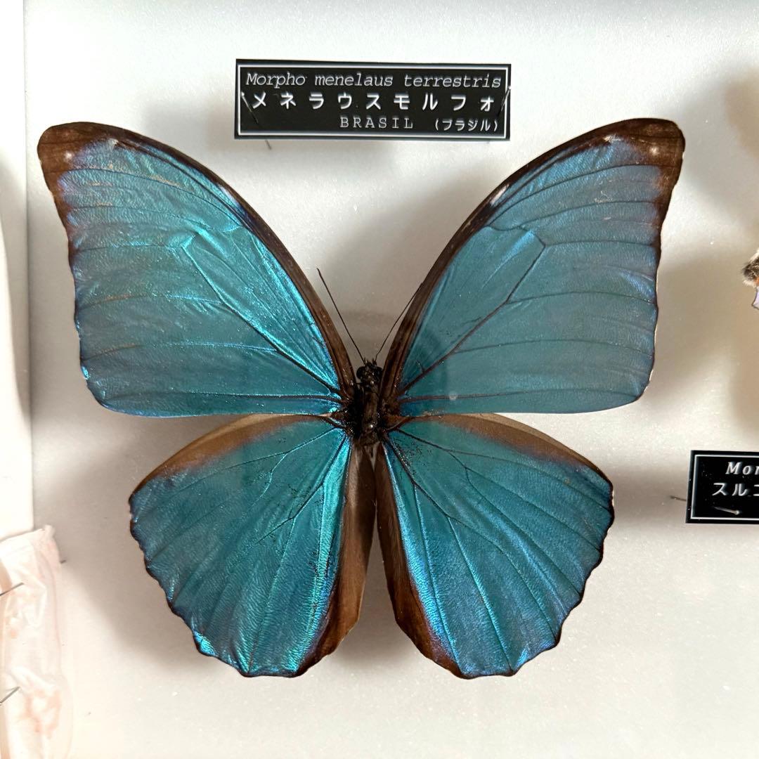 名和昆虫博物館　蝶の標本　5種類