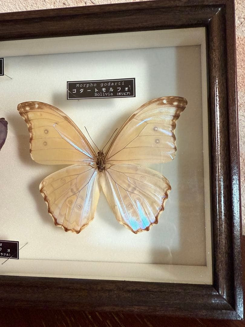 名和昆虫博物館　蝶の標本　5種類