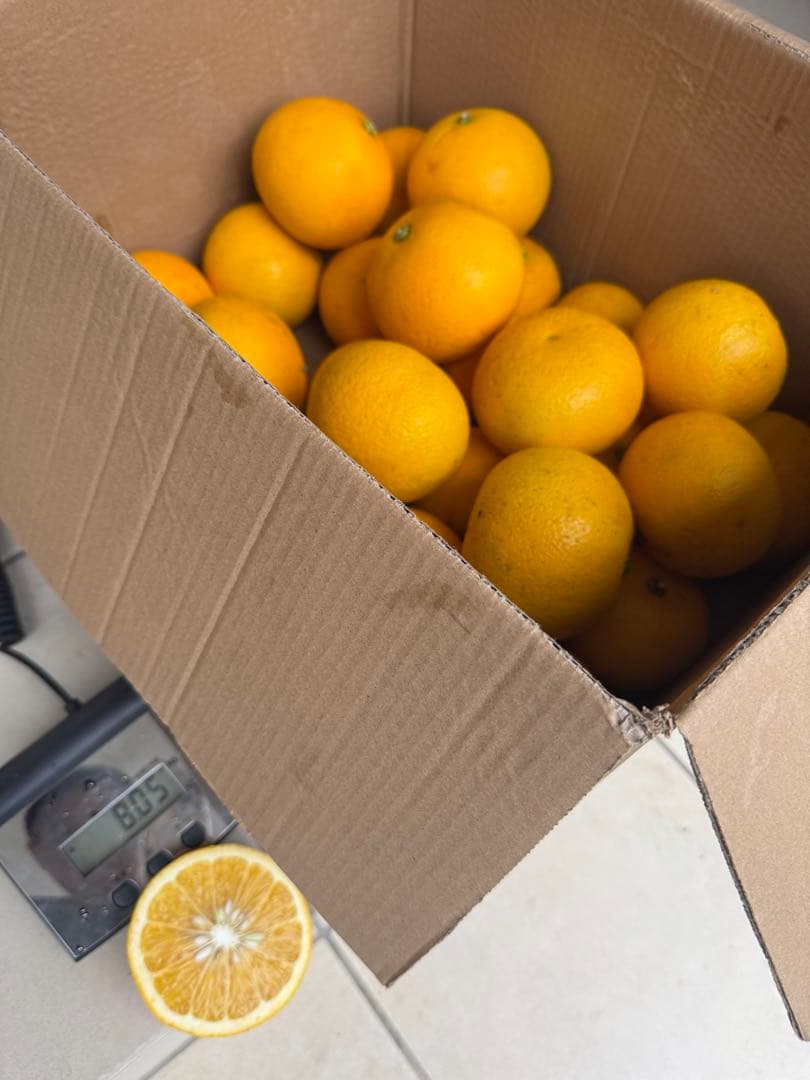 No.17【JUICY様】甘夏みかん 農薬不使用 27㎏ 静岡産、【日曜日発送】