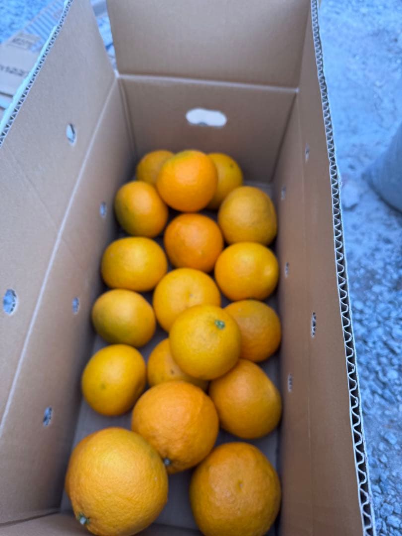 No.17【JUICY様】甘夏みかん 農薬不使用 27㎏ 静岡産、【日曜日発送】