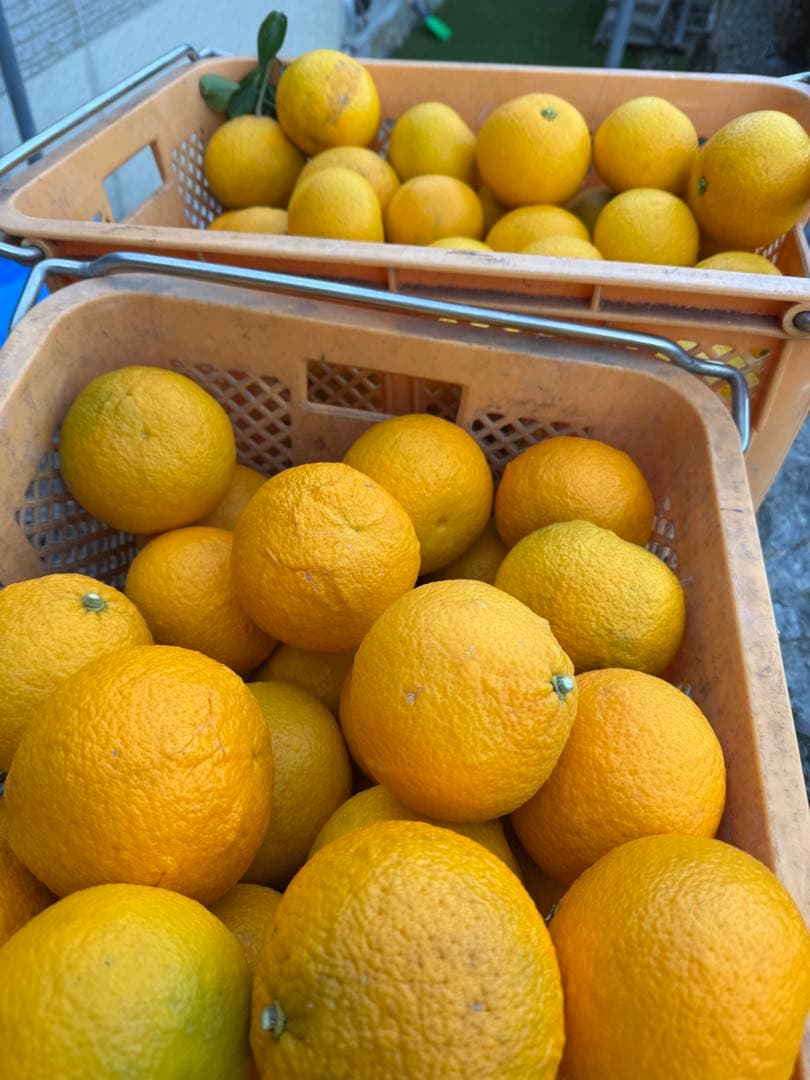 No.17【JUICY様】甘夏みかん 農薬不使用 27㎏ 静岡産、【日曜日発送】