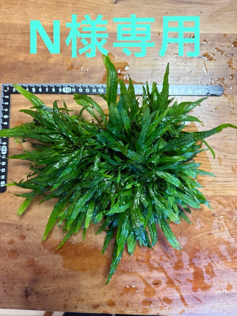 【N】ミクロソリウムsp.スモールリーフ