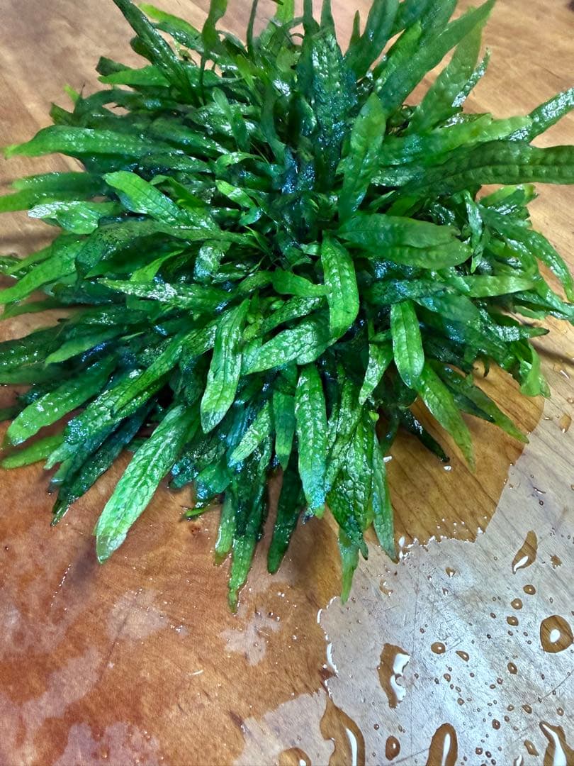 【N】ミクロソリウムsp.スモールリーフ