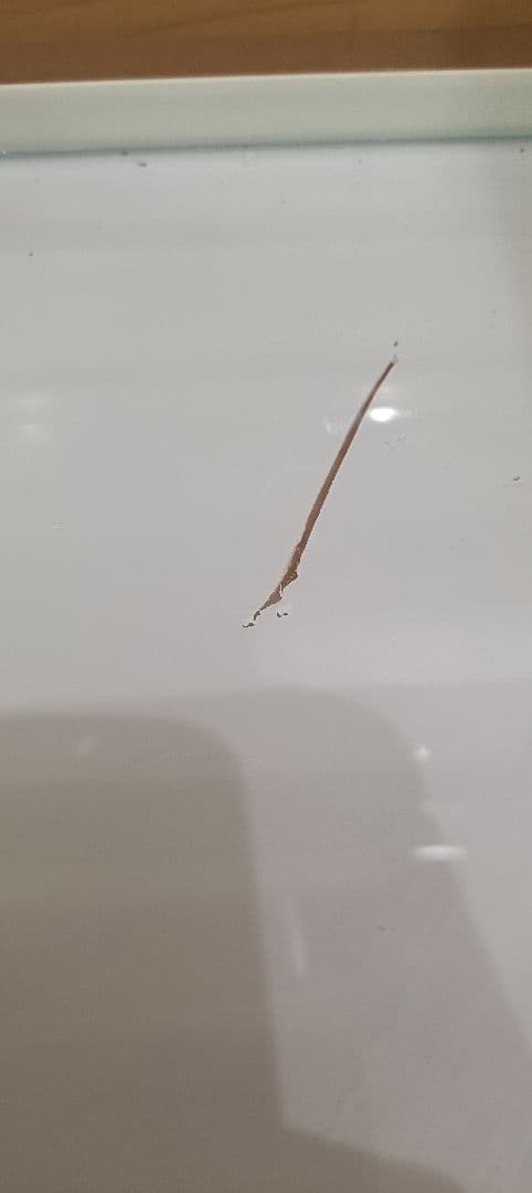 トカゲ 爬虫類　ケージ　サンコー パンテオン　カノン　WH9045　E08