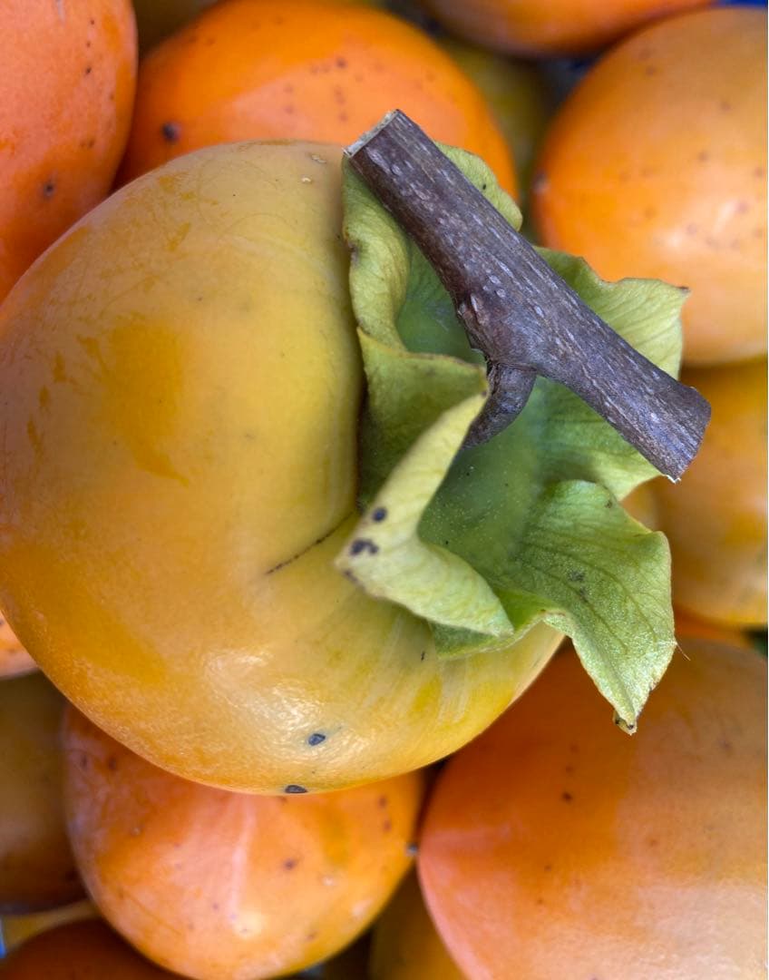 蜂屋柿　渋柿箱込み約20キロ (150~200g位)農薬不使用