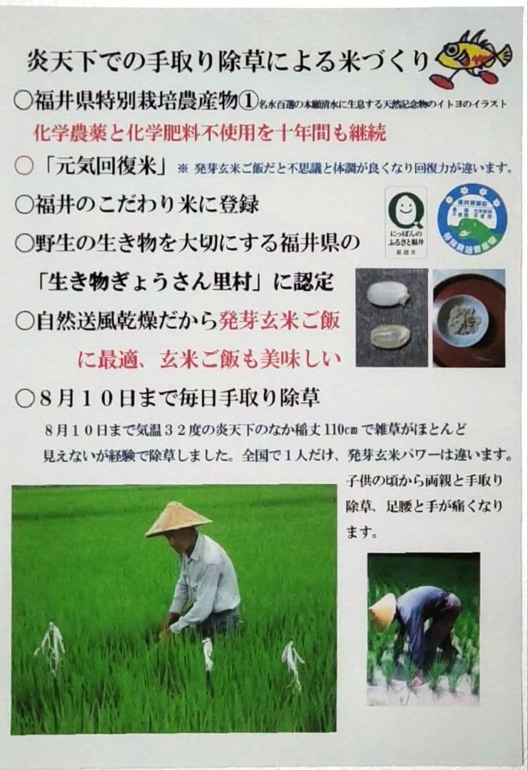 斑点米のカメムシはいない ７年産コシヒカリ玄米10kg 特別栽培① 農薬等不使用