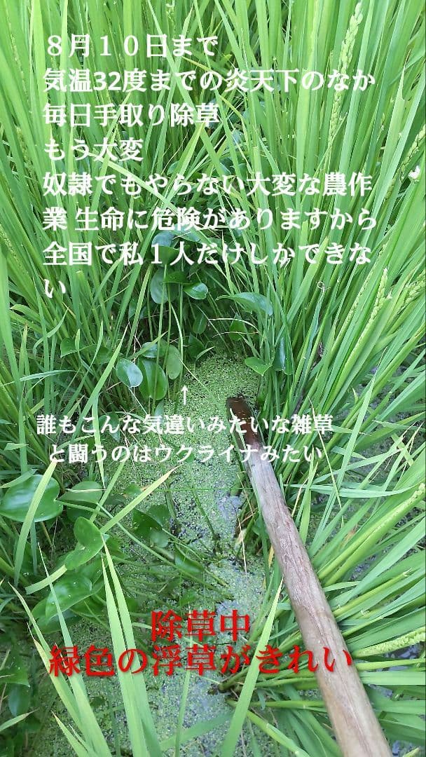 斑点米のカメムシはいない ７年産コシヒカリ玄米10kg 特別栽培① 農薬等不使用