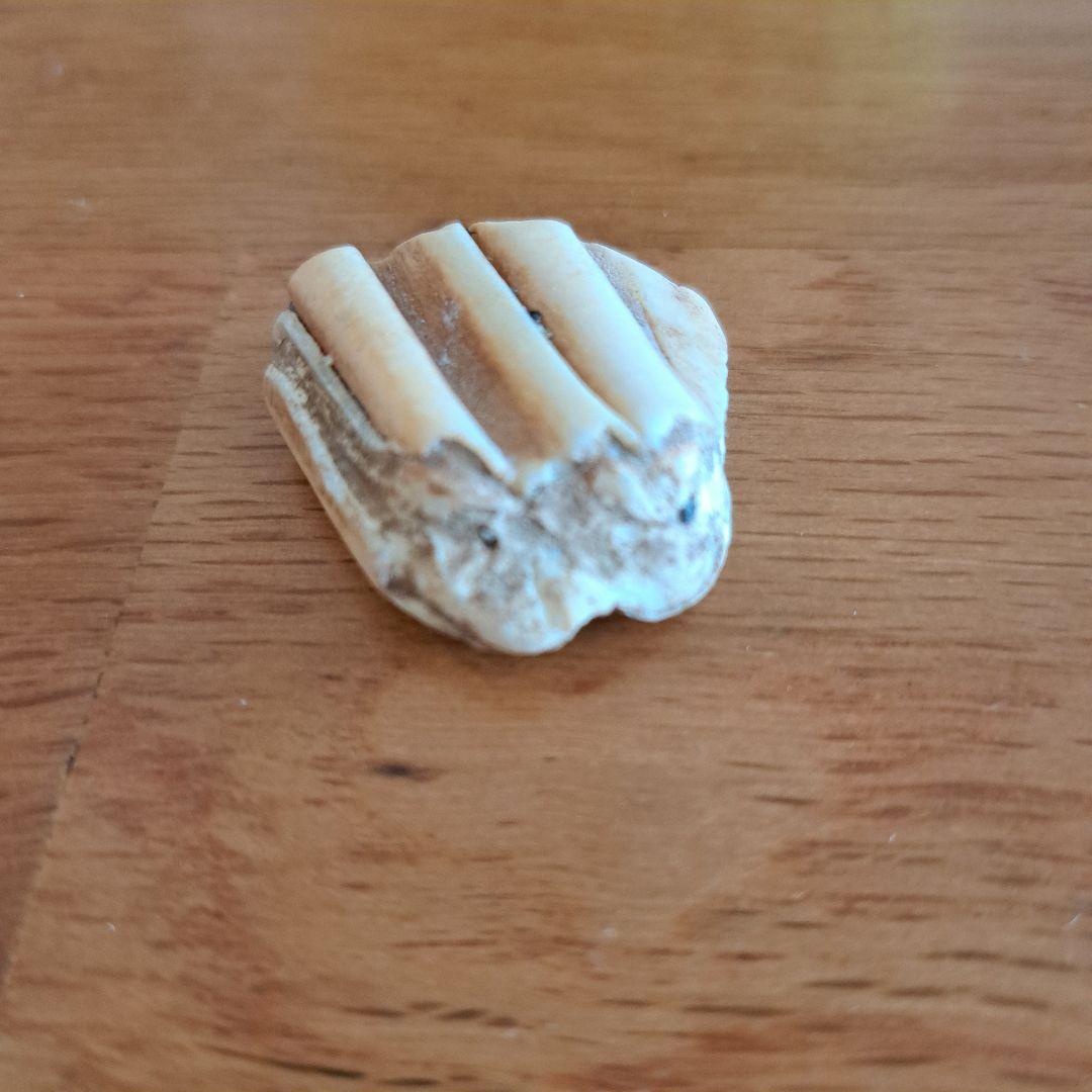 馬の歯　化石？　天然石 波状模様のクリーム色