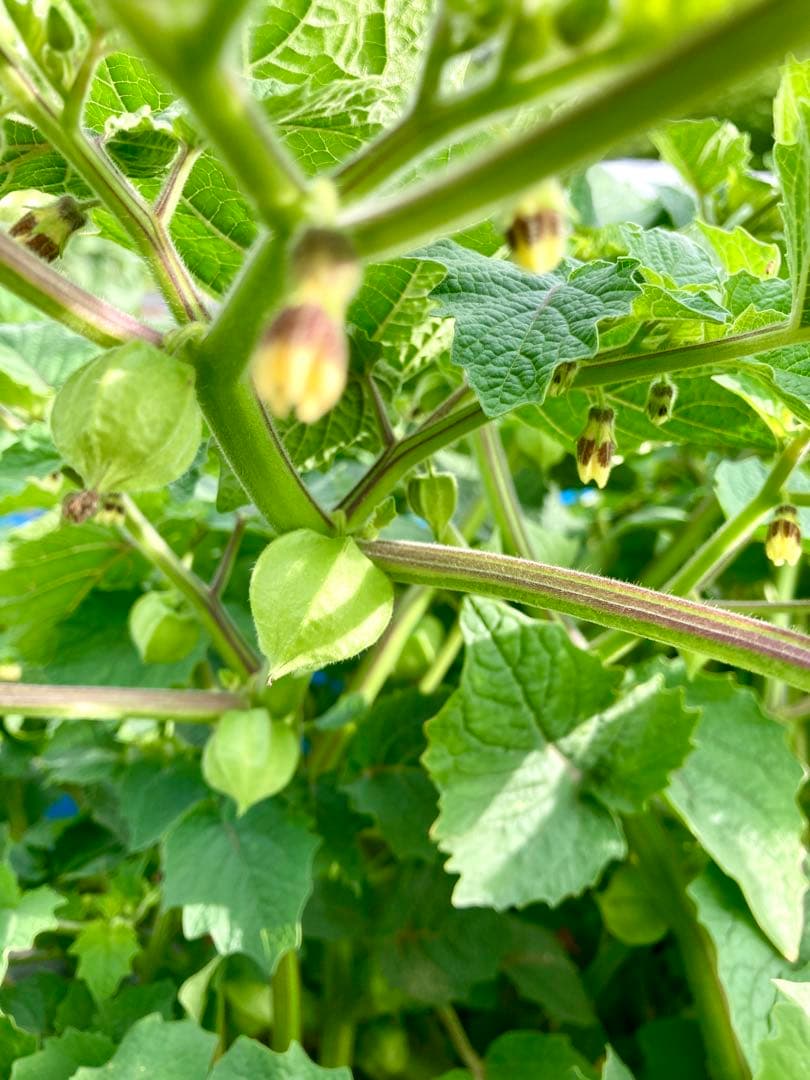 専用出品です　食用ほおずきトマチロコサックパイナップル2kg