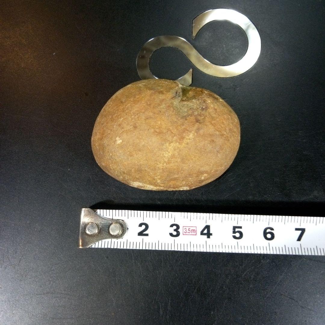 三葉虫　化石　fossil　ボリビア産　trilobite　三葉虫判別③