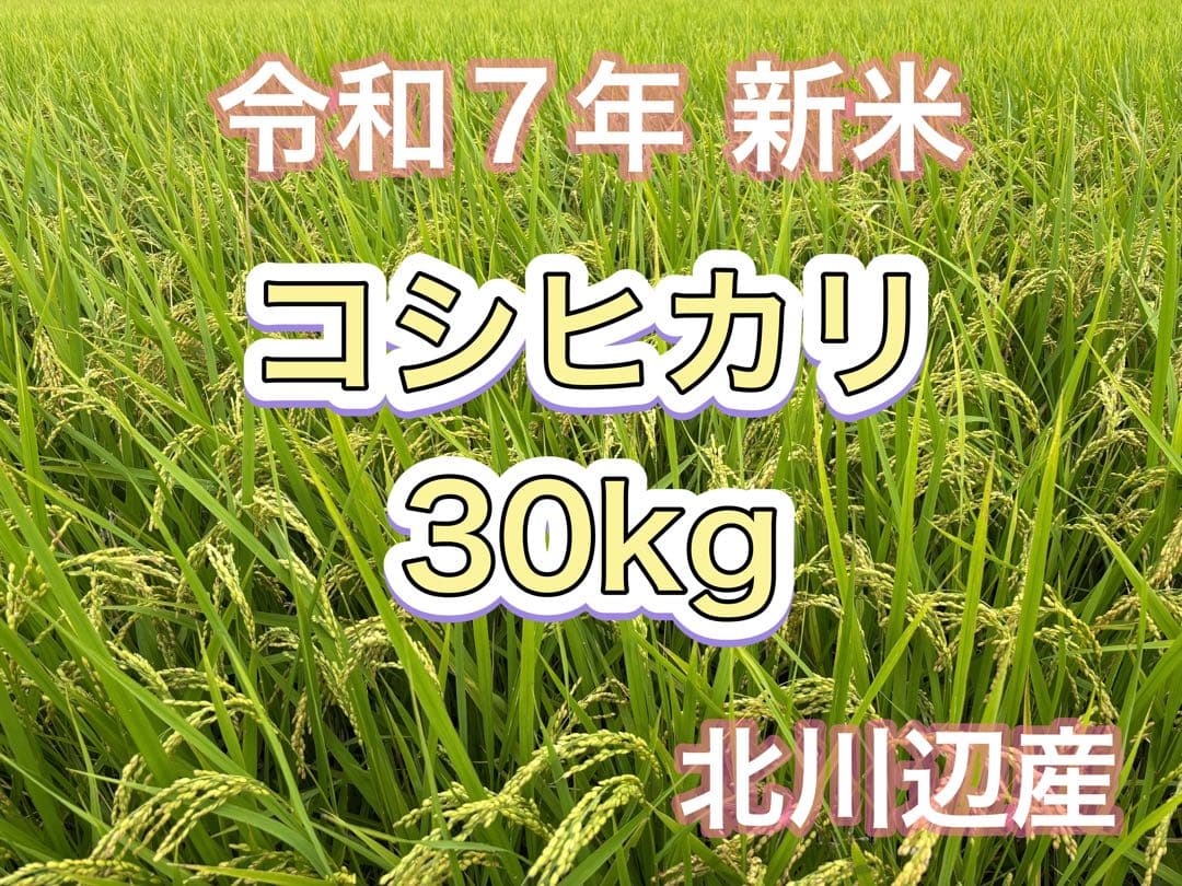 令和7年 新米 コシヒカリ 玄米30kg（白米27キロ）埼玉北川辺産 特別栽培米