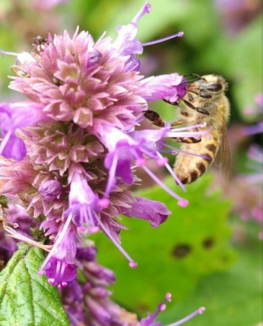 日本蜜蜂 生蜂蜜 ミツバチ 純粋 ニホンみつばち 非加熱 #6 宮城県産