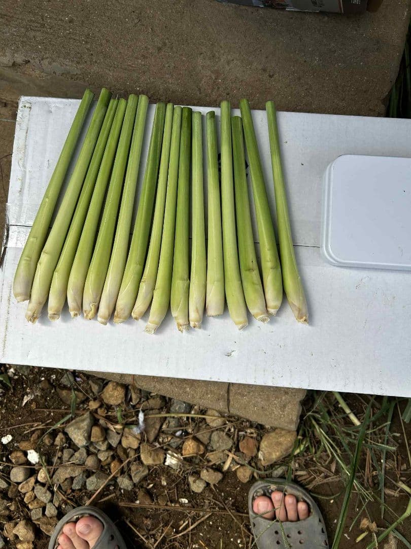 完全に無農薬です。 新鮮なレモングラス15キログラムです。