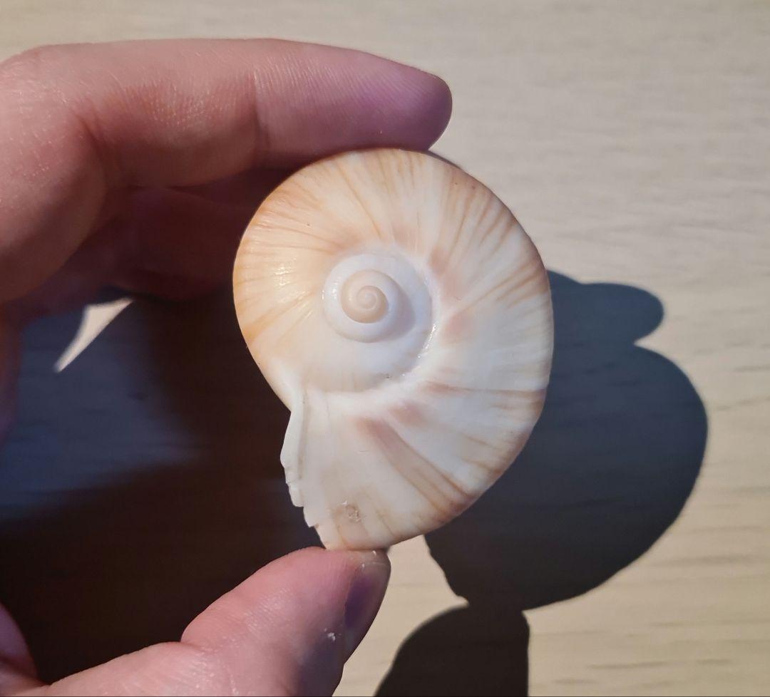 貝殻 Melapium Elatum 深海の形