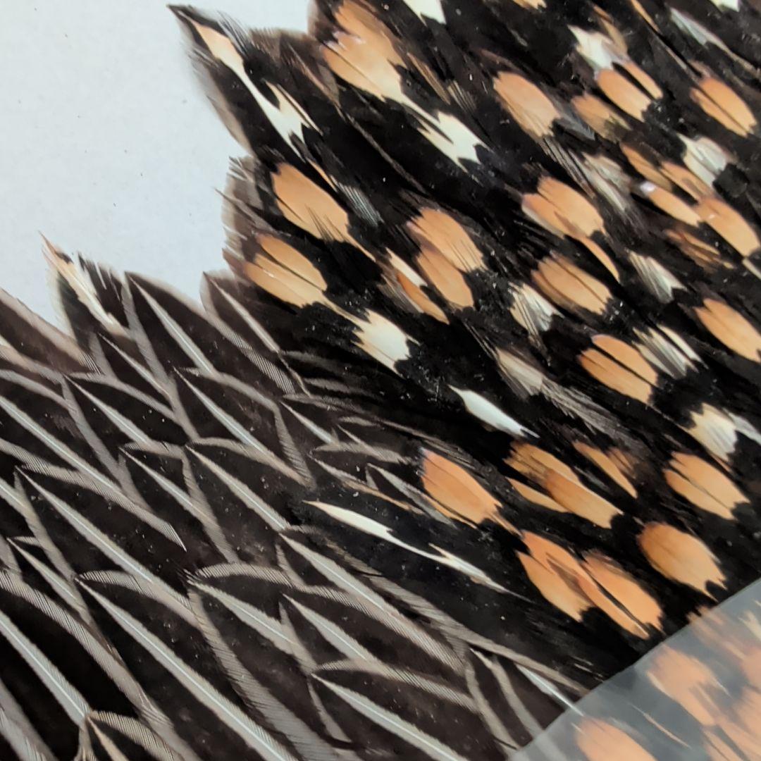 フライフィッシング用羽根素材