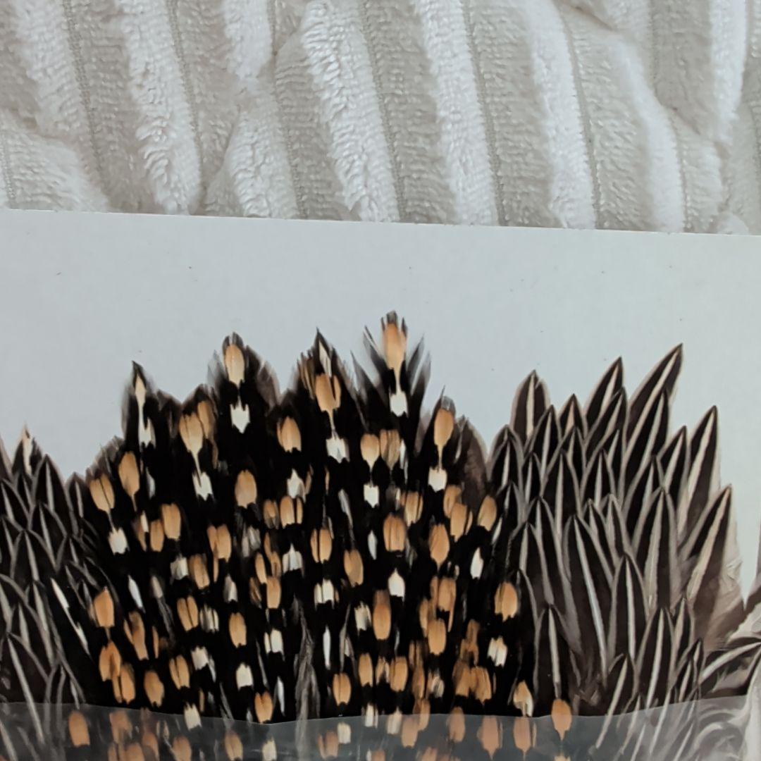 フライフィッシング用羽根素材