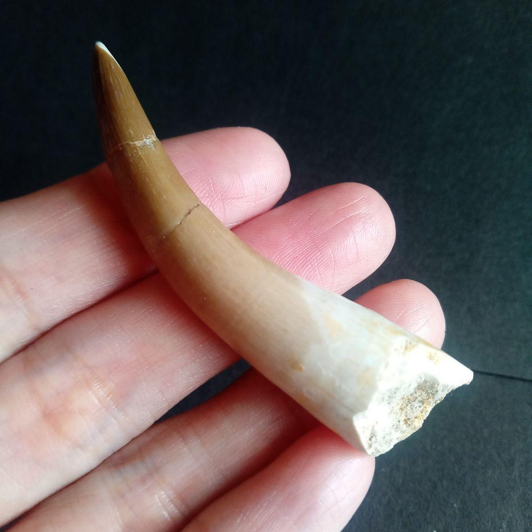 首長竜　プレシオサウルス　歯化石　特大