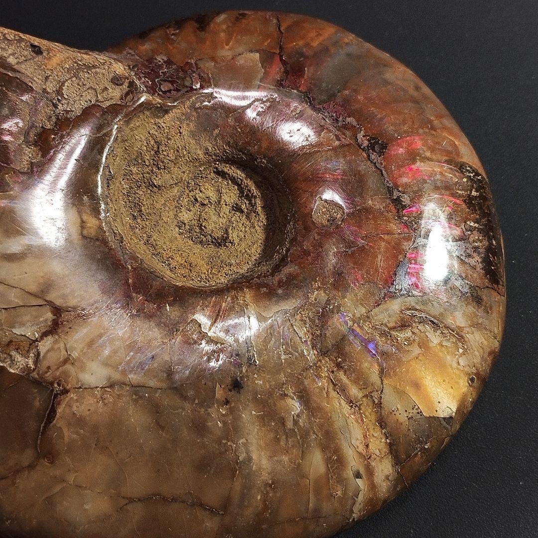 240g アンモナイト 化石 アンモライト オパール化 本物 原石 鉱物標本