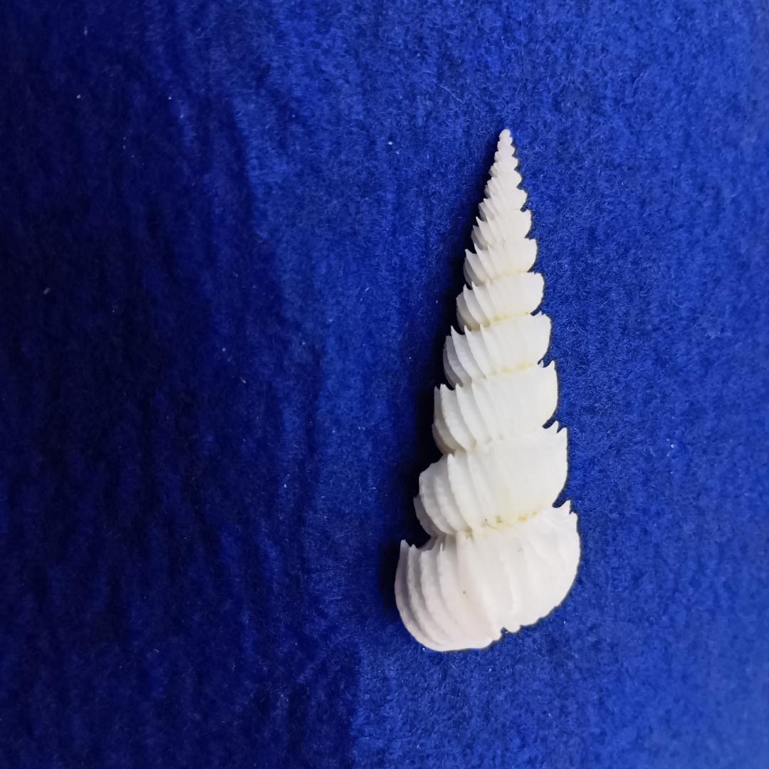 貝標本ヤエバイトカケ（蓋付）