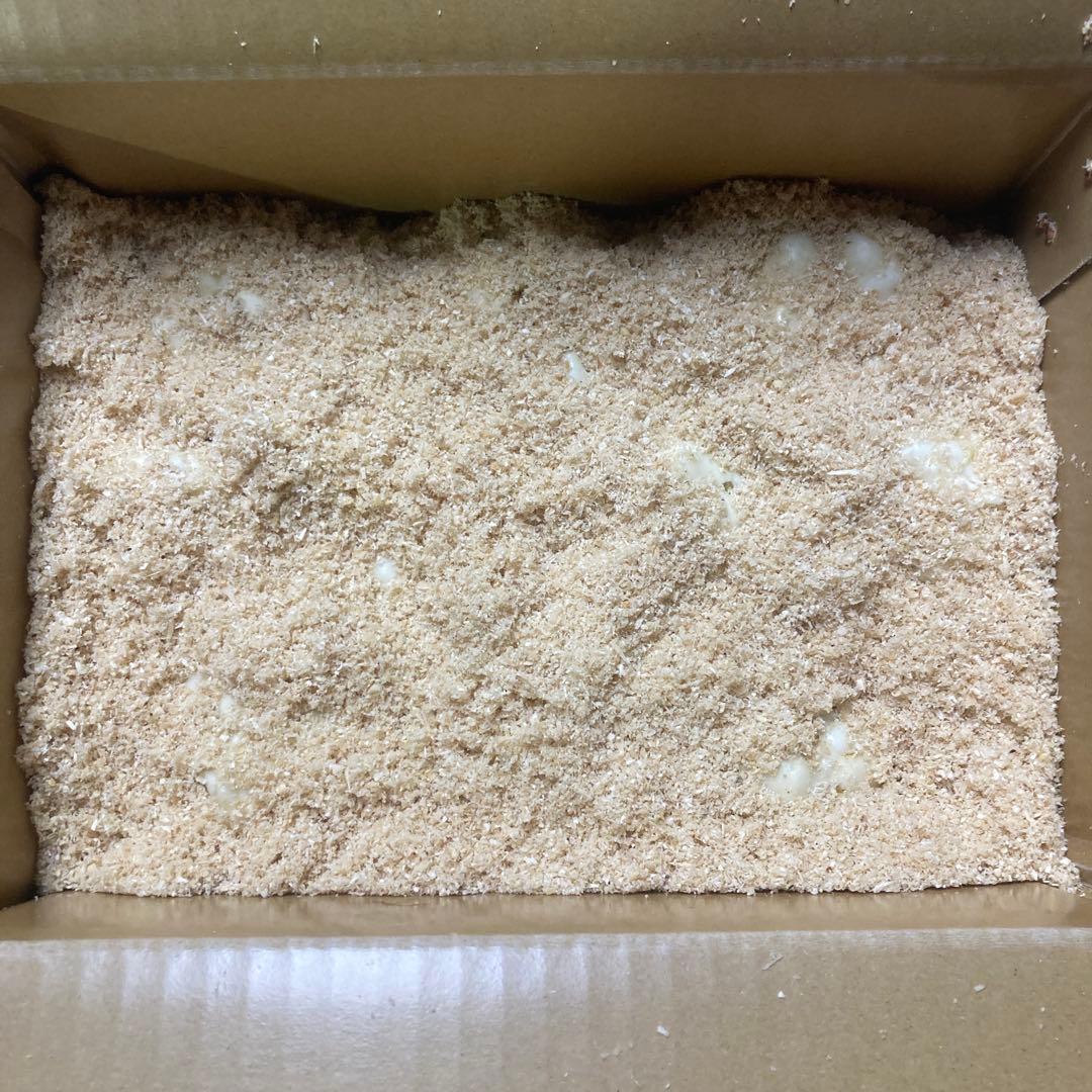 2025年度産　ゆり根　規格外品　２Ｌ5キロ✖️2箱