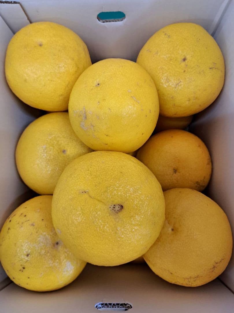 地元果物屋おすすめ高知宿毛産土佐文旦4Lサイズ20キロ家庭用大玉メルカリ便送込