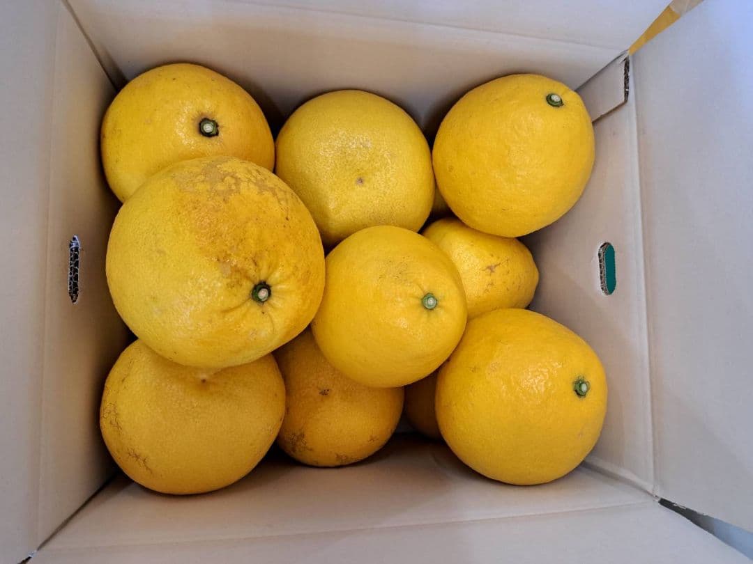 地元果物屋おすすめ高知宿毛産土佐文旦4Lサイズ20キロ家庭用大玉メルカリ便送込