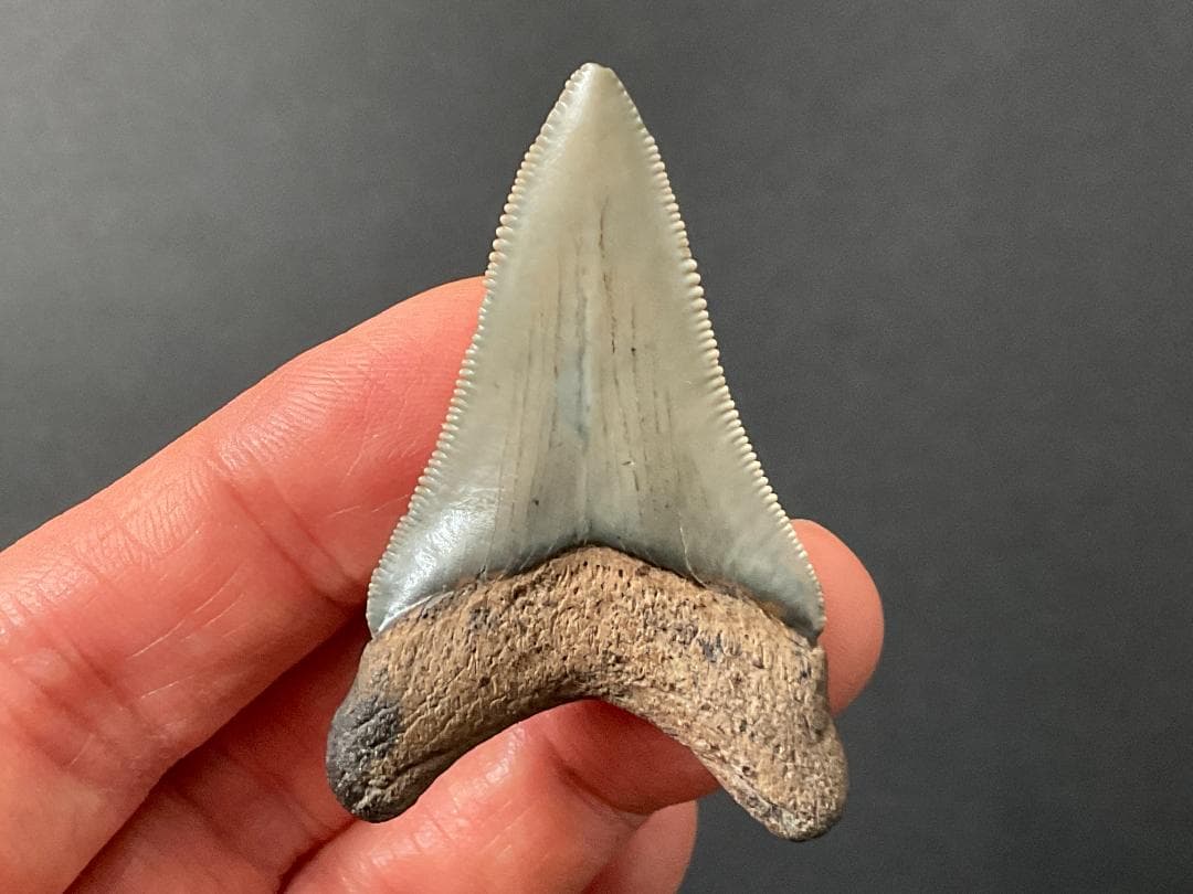 メガロドン 化石 [MG218] サメ 歯