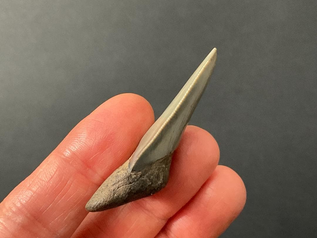 メガロドン 化石 [MG218] サメ 歯