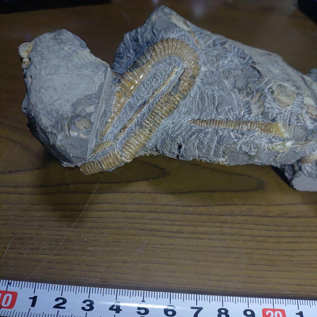 北海道アンモナイト ポリプチコセラス群生標本