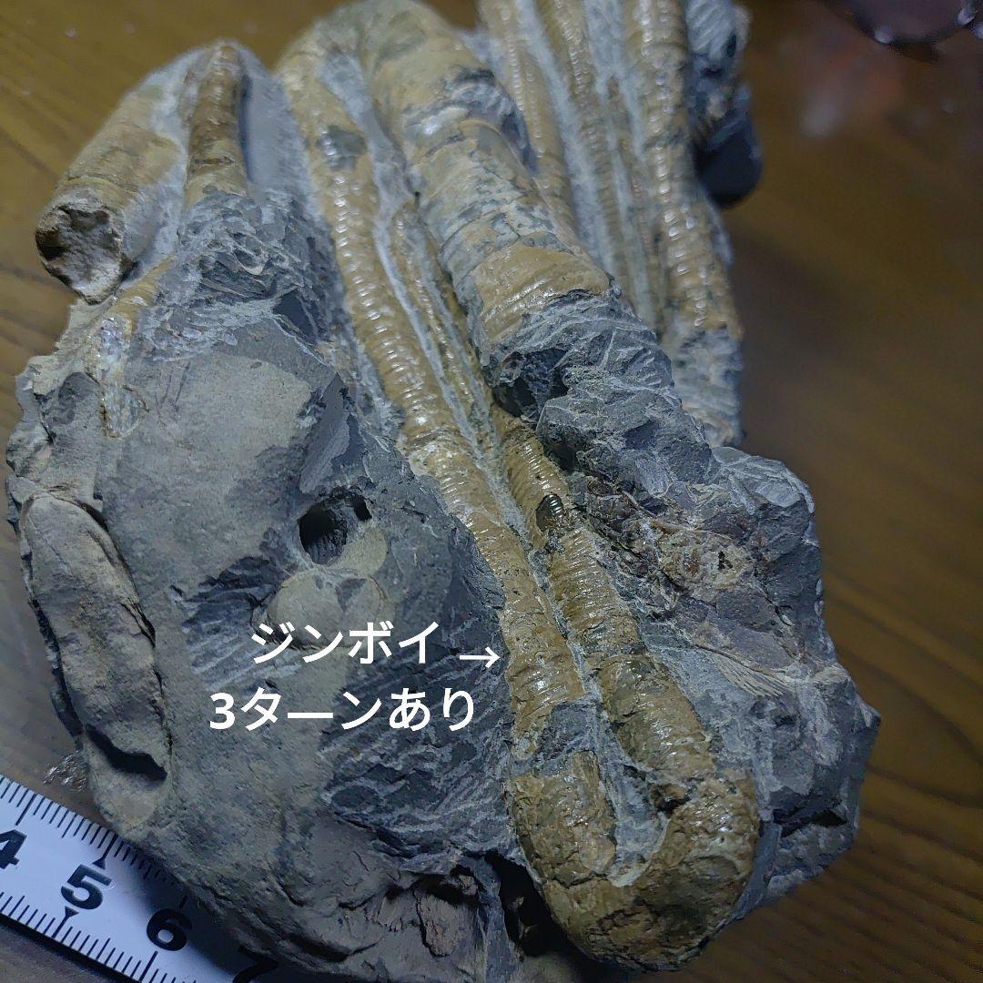 北海道アンモナイト ポリプチコセラス群生標本