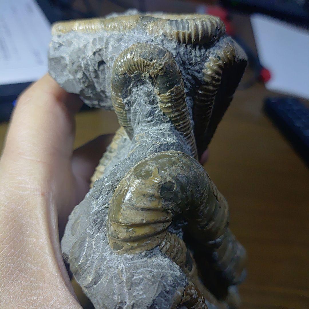 北海道アンモナイト ポリプチコセラス群生標本