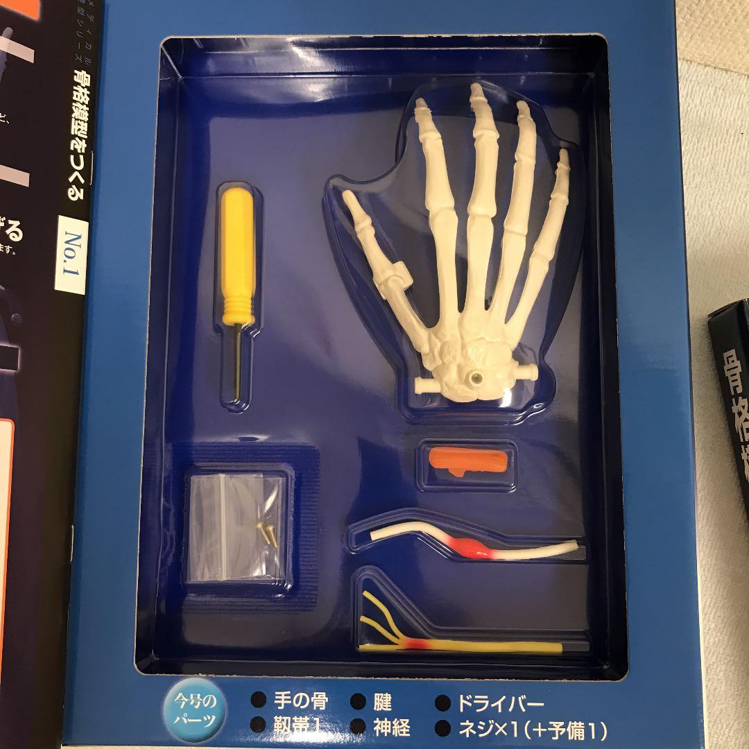 骨格模型をつくる　上肢モデル　1-4 デアゴスティーニ　非売品