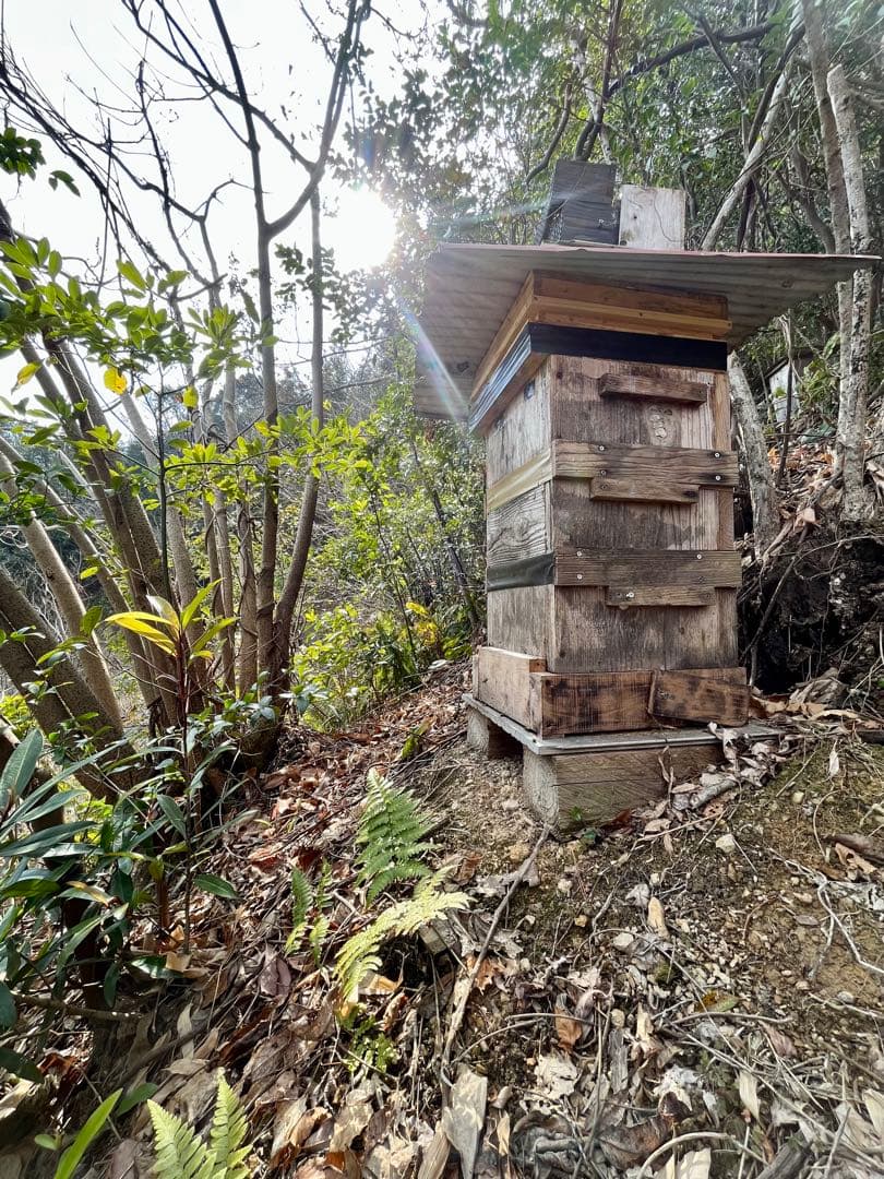 日本蜜蜂 純正ハチミツ 宮崎産 600g×2