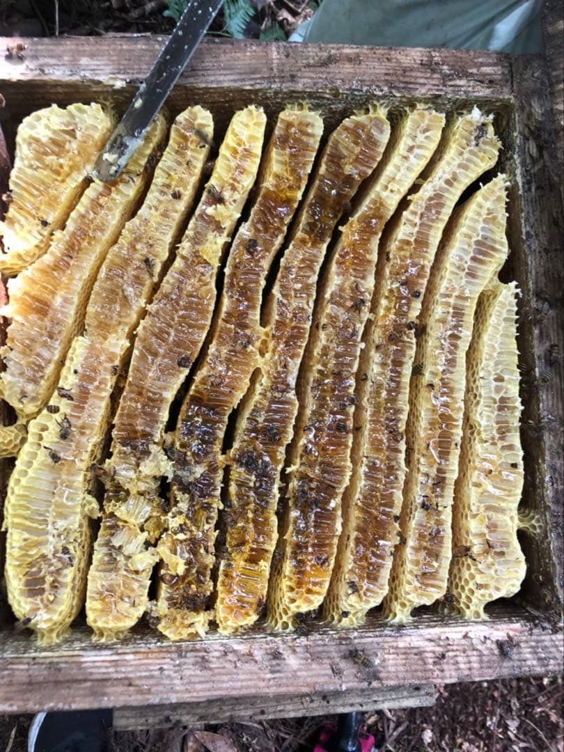 日本蜜蜂 純正ハチミツ 宮崎産 600g×2