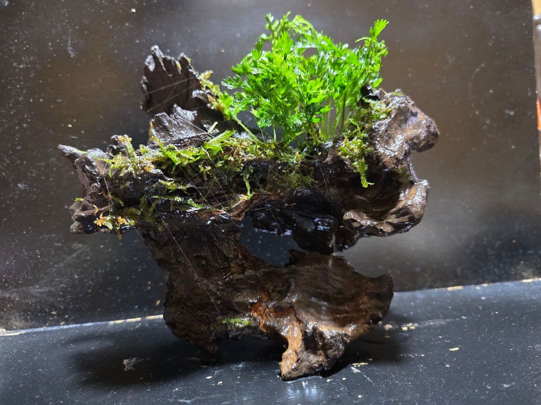 ボルビティススモールリーフ巻き 台座流木